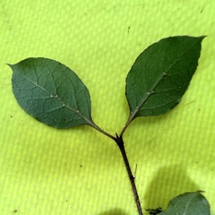 Coprosma rotundifolia