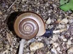 Sonorelix borregoensis