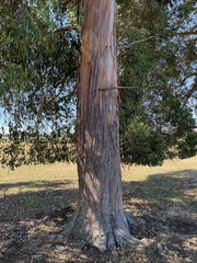 Eucalyptus johnstonii