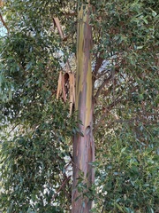 Eucalyptus johnstonii