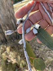 Eucalyptus morrisbyi