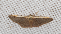 Idaea costaria