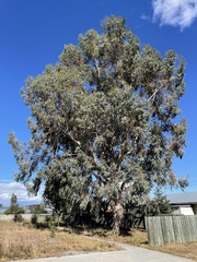 Eucalyptus morrisbyi