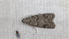 Heteromicta pachytera