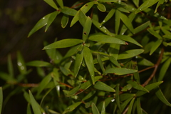 Leucopogon affinis