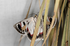 Crypsiphona ocultaria