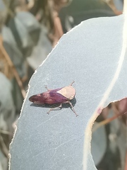 Brunotartessus fulvus