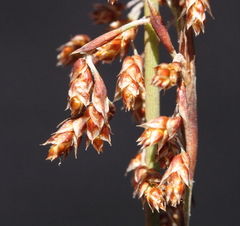 Leptocarpus depilatus
