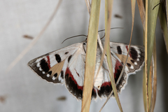 Crypsiphona ocultaria