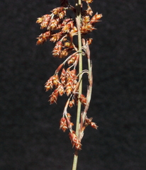 Leptocarpus depilatus
