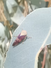 Brunotartessus fulvus