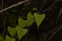 Zehneria cunninghamii