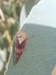 Brunotartessus fulvus