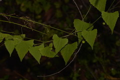 Zehneria cunninghamii
