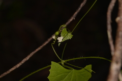 Zehneria cunninghamii