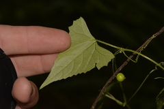 Zehneria cunninghamii