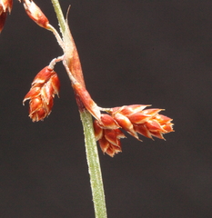 Leptocarpus depilatus