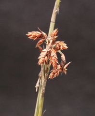 Leptocarpus depilatus