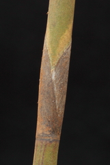 Leptocarpus depilatus