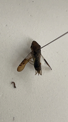 Homalodisca vitripennis