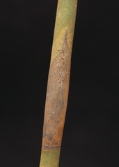 Leptocarpus depilatus