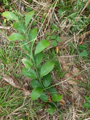 Ruscus colchicus