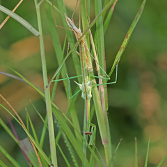 Tenodera blanchardi