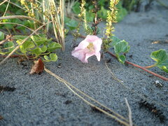 Calystegia soldanella