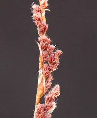 Leptocarpus depilatus