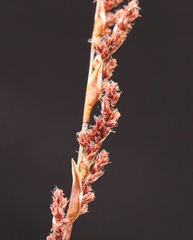 Leptocarpus depilatus