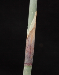 Leptocarpus depilatus