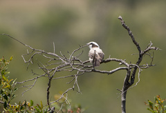 Eurocephalus anguitimens