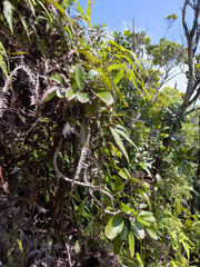 Cheirodendron trigynum