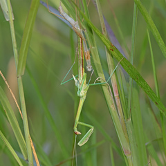 Tenodera blanchardi