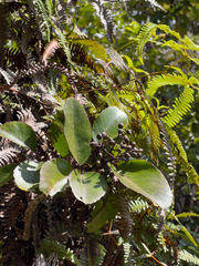 Cheirodendron trigynum