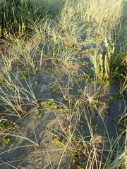 Calystegia soldanella