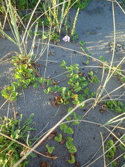 Calystegia soldanella