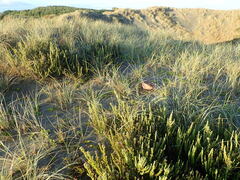 Calystegia soldanella