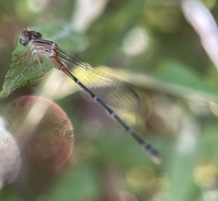 Xanthagrion