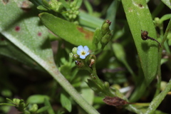 Myosotis sicula