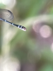 Xanthagrion
