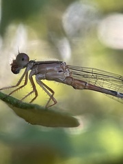 Xanthagrion