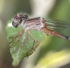 Xanthagrion
