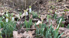Galanthus nivalis