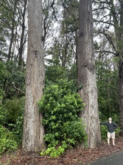 Eucalyptus macarthurii