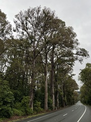 Eucalyptus macarthurii