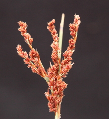 Leptocarpus depilatus