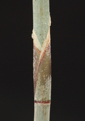 Leptocarpus depilatus