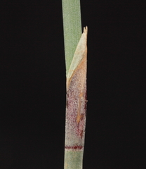 Leptocarpus depilatus