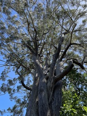 Eucalyptus pilularis